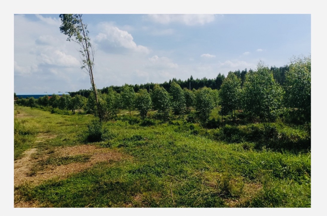 ขายที่ดิน 9-1-55 ไร่ อำเภอศรีมหาโพธิ ปราจีนบุรี ที่ดินติดถนนสองด้าน