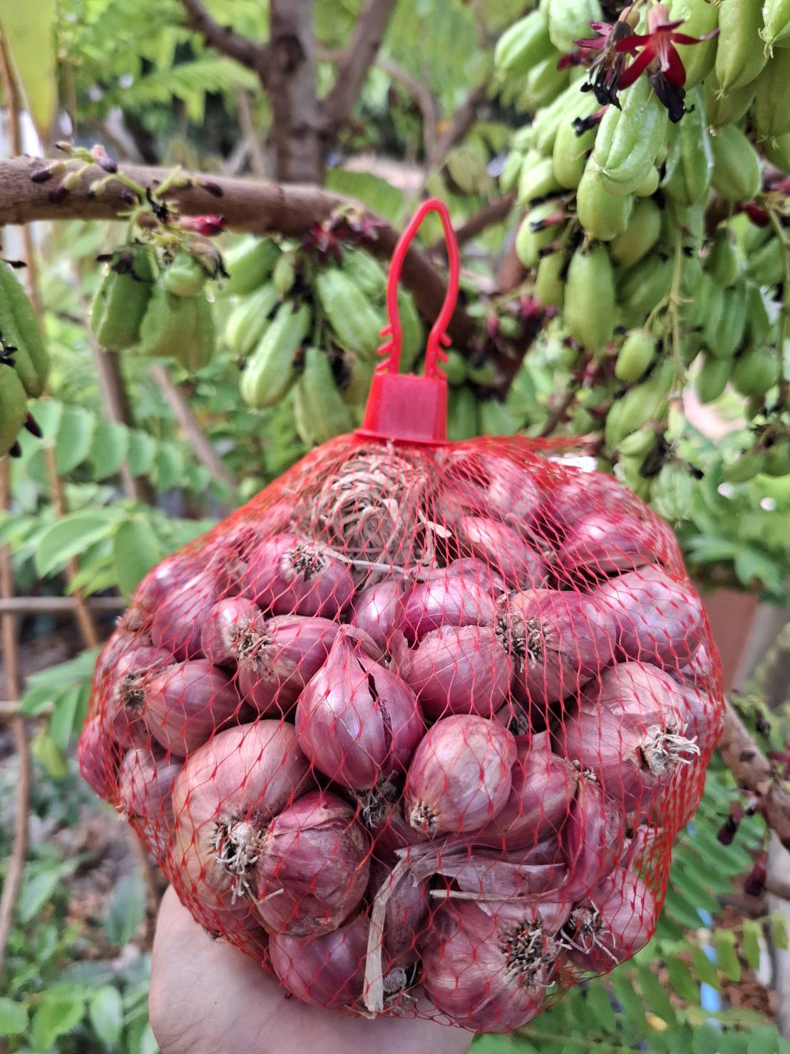 หอมแดงแห้ง จัดโปร 9 กก. ส่งฟรี ทักแชทร้านจ้า