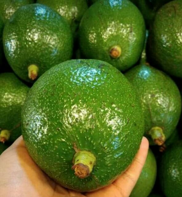 ต้นอะโวคาโด บูธ7 เสียบยอดสวยๆ