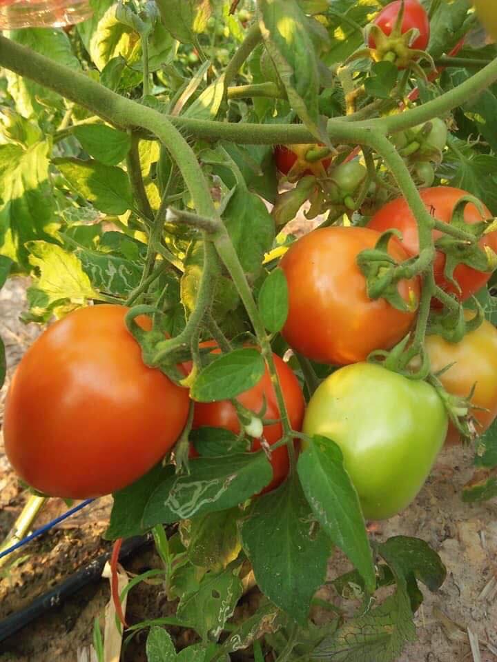 เปิดจอง มะเขือเทศลูกท้อ บรรจุ500กรัม รอสินค้า