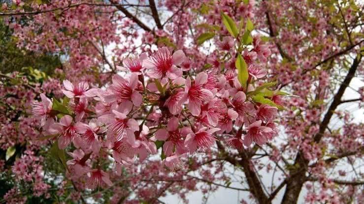 ต้นพญาเสือโคร่ง ซากุระเมืองไทย