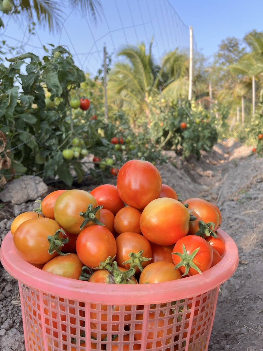 จัดโปร มะเขือเทศลูกท้อ 3 กก. 199 บ.จัดส่งฟรี ทักแชทร้านได้จ้า