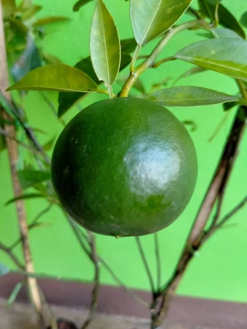 🍊#ส้มเกลี้ยง ส้มโบราณหายาก ปลูกง่ายตายยาก พร้อมเสริฟค่ะ