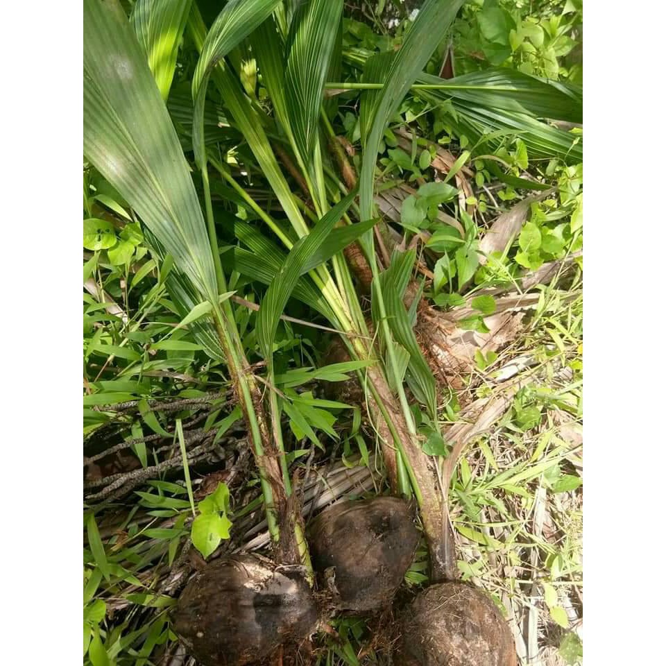 #ต้นมะพร้าวน้ำหอมพันธุ์เตี้ย มะพร้าวน้ำหอมบ้านแพ้ว