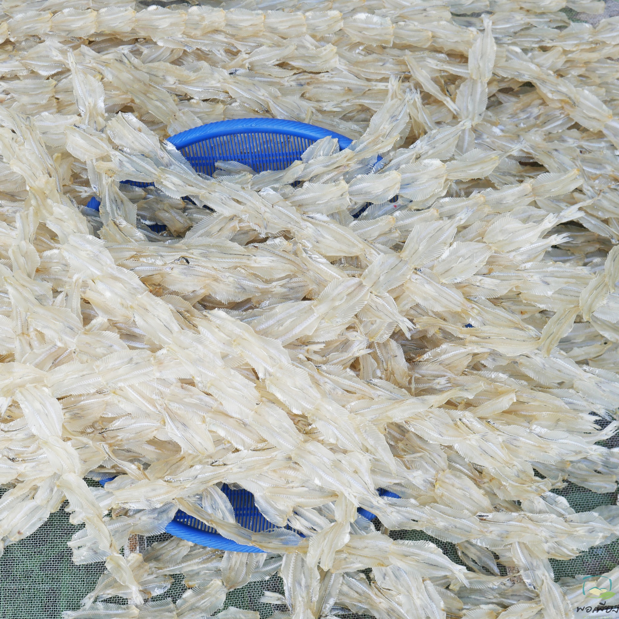 ปลาเกล็ดขาวผ่า ตากแห้ง สั่งทำพิเศษ