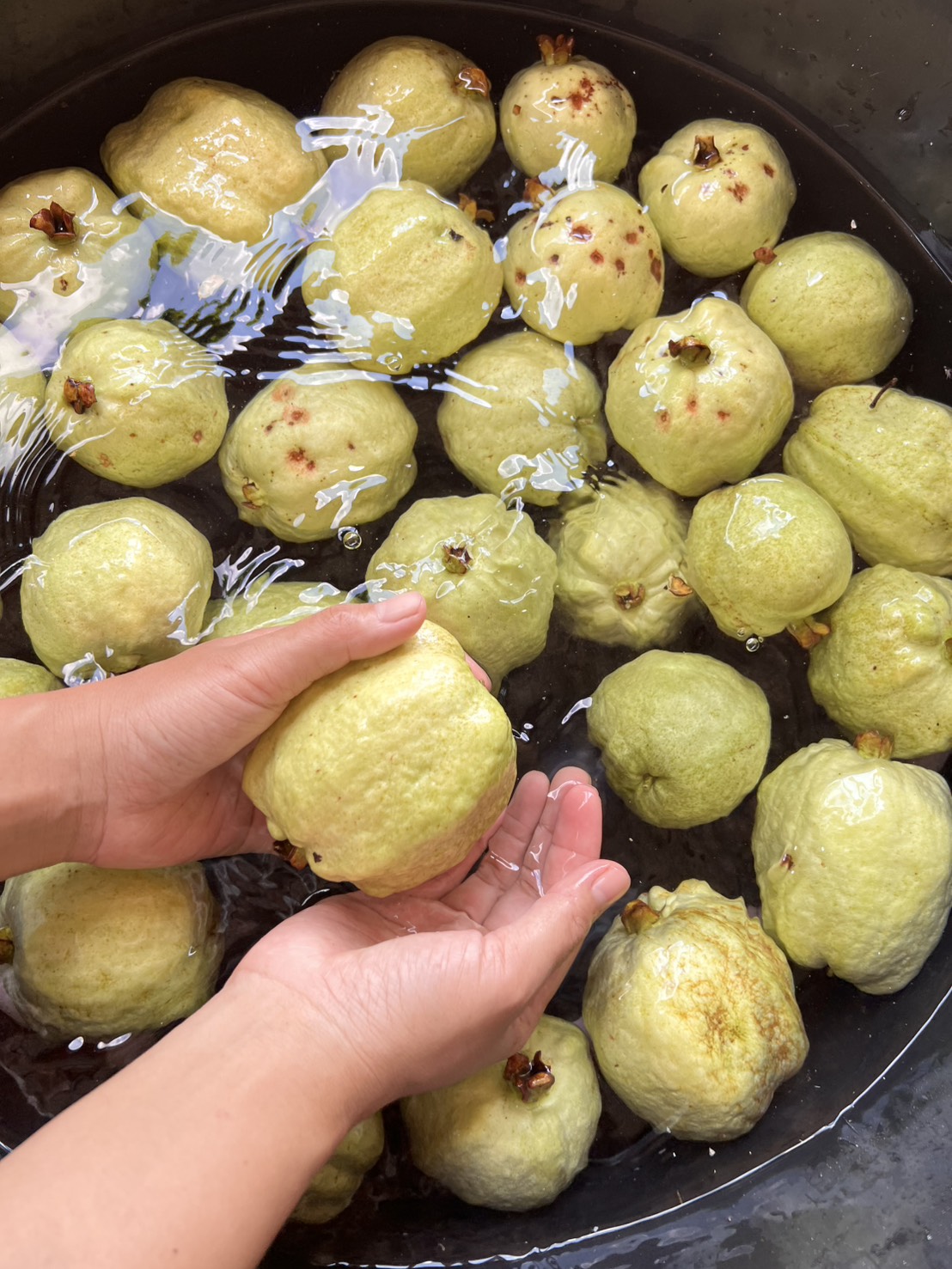 จัดโปร ฝรั่ง 5กก. ออกพรรษา รวมส่ง199บ. ฝรั่งไร้สารพิษ