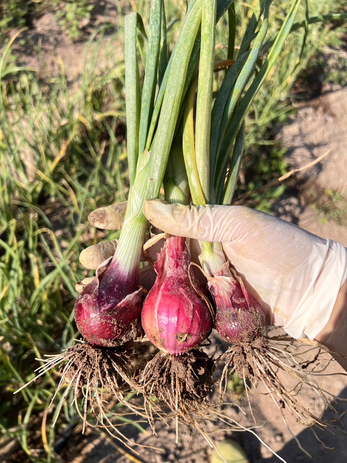 หอมแขก 1 กก.