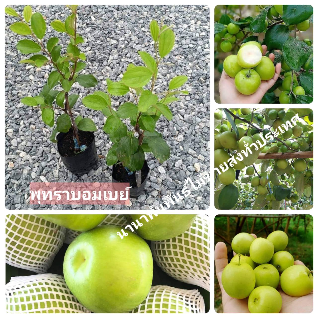 ต้นพุทราบอมเบย์ ต้นทาบสวยๆ