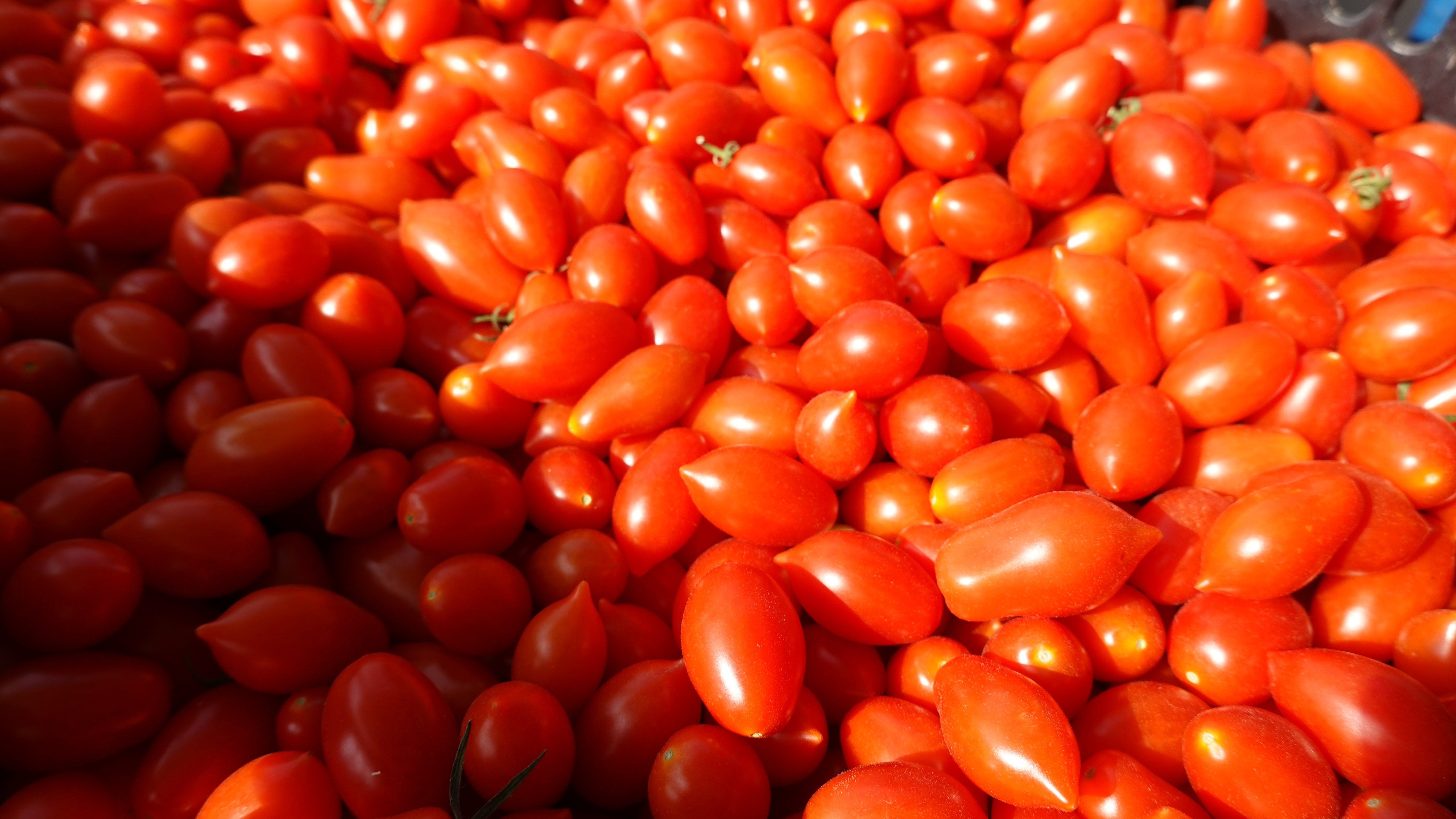 มะเขือเทศราชินีอินทรีย์ หลากสี (สีแดง สีเหลือง สีม่วง) บรรจุ500กรัม