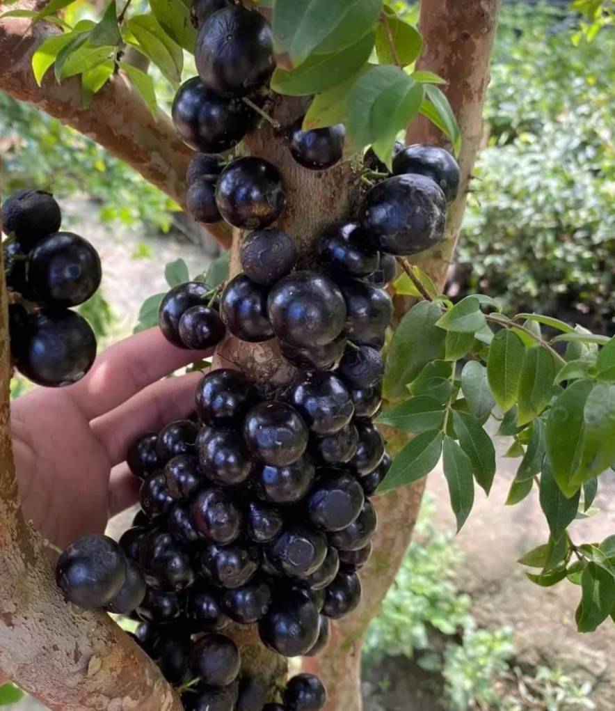 ต้นองุ่่นบราซิล ขนาด 60cm ต้นสวยๆ