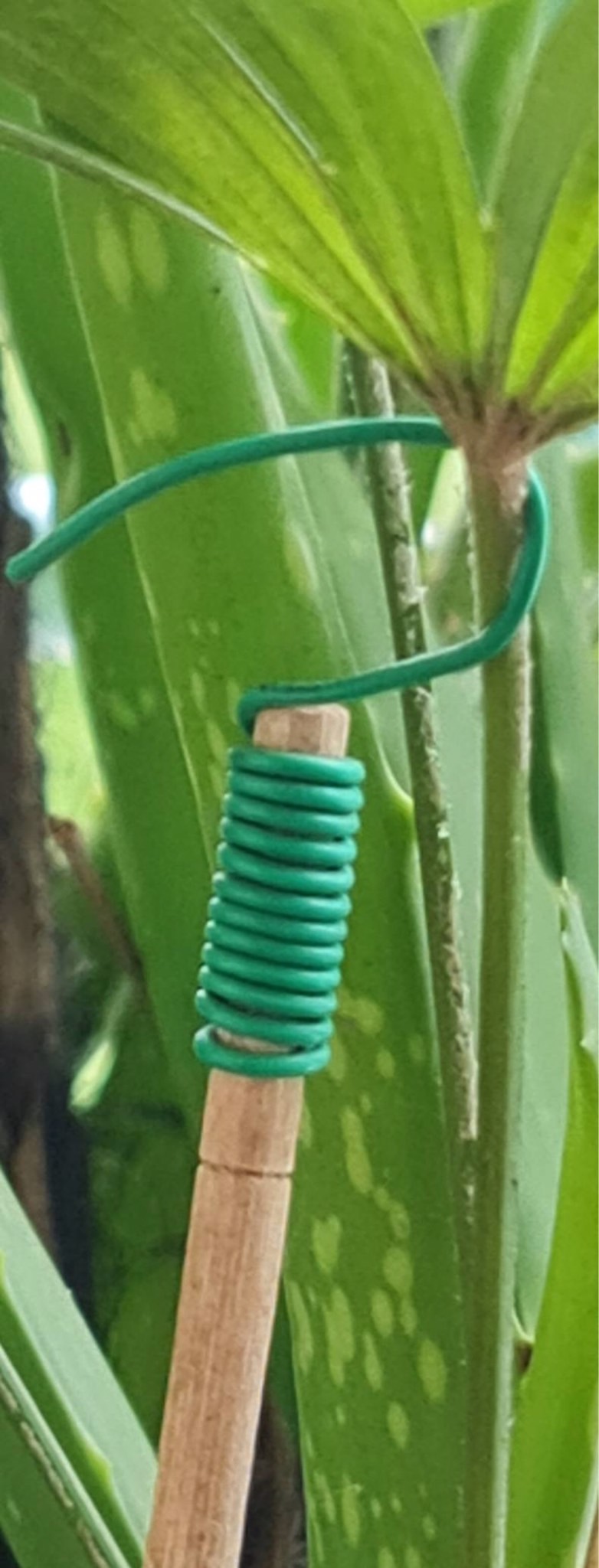 ลวดมัดต้นไม้ ลวดผูกต้นไม้ ลวดขึงสแลน ลวดเพาะชำ ลวดผูกป้าย ลวดบอนไซ ลวดคล้องป้าย ลวดมัดงานเกษตร ลวดลวดมัดสแลน หุ้มแบบกลม-บจก.พลาสติกแอนด์ไวร์โปรดัก WT26-0002