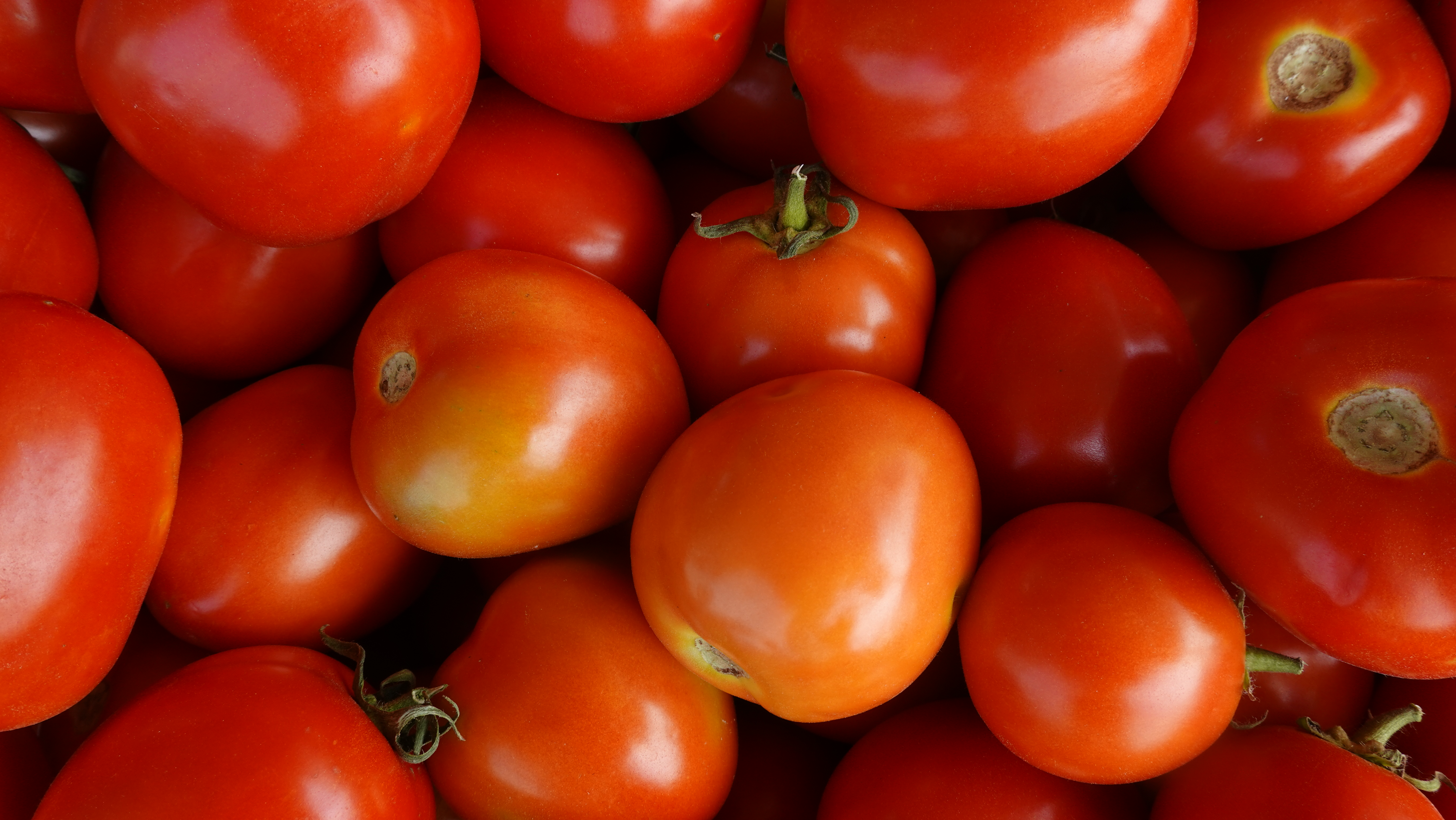 มะเขือเทศลูกท้ออินทรีย100%