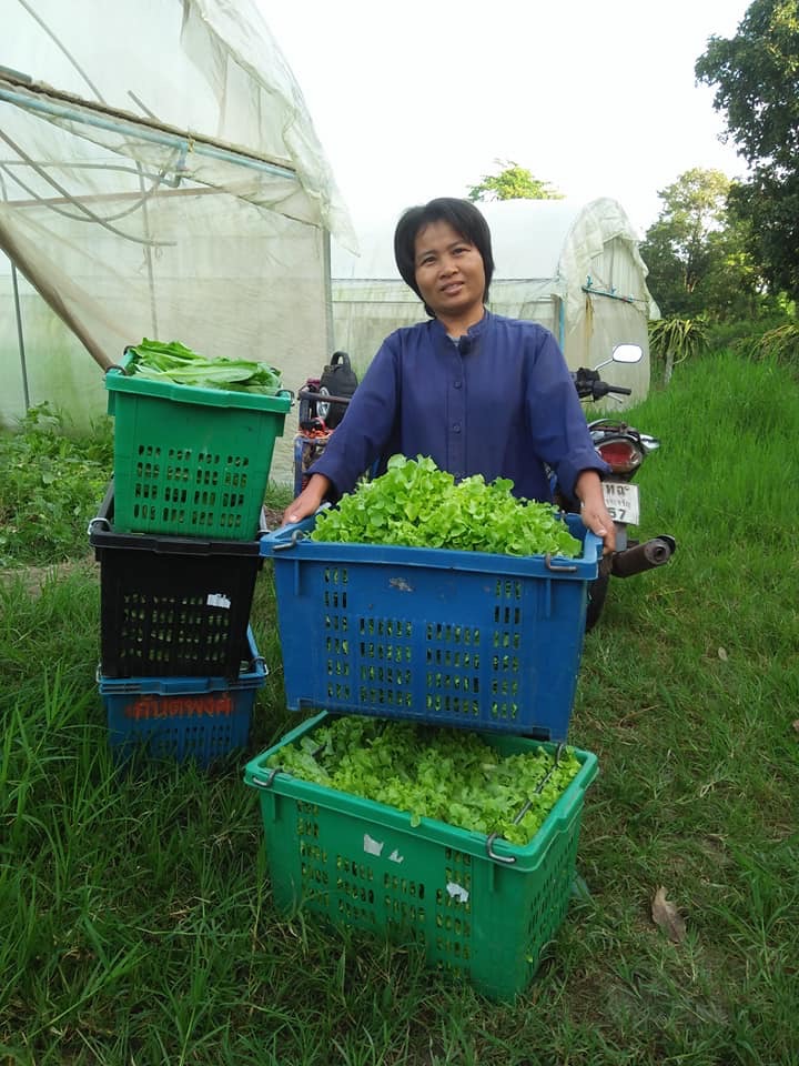 ผักสลัดคอสอินทรีย์ 100% ครึ่งกิโล