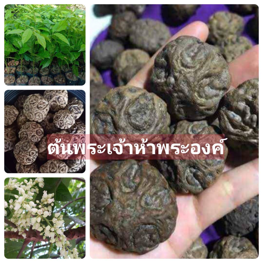 #ต้นพระเจ้าห้าพระองค์ ไม้ยืนต้นมีประวัติ ต้นไม้ศักดิ์สิทธิ์ ที่คนสายมูต้องรู้จัก ชุด 2 ต้น