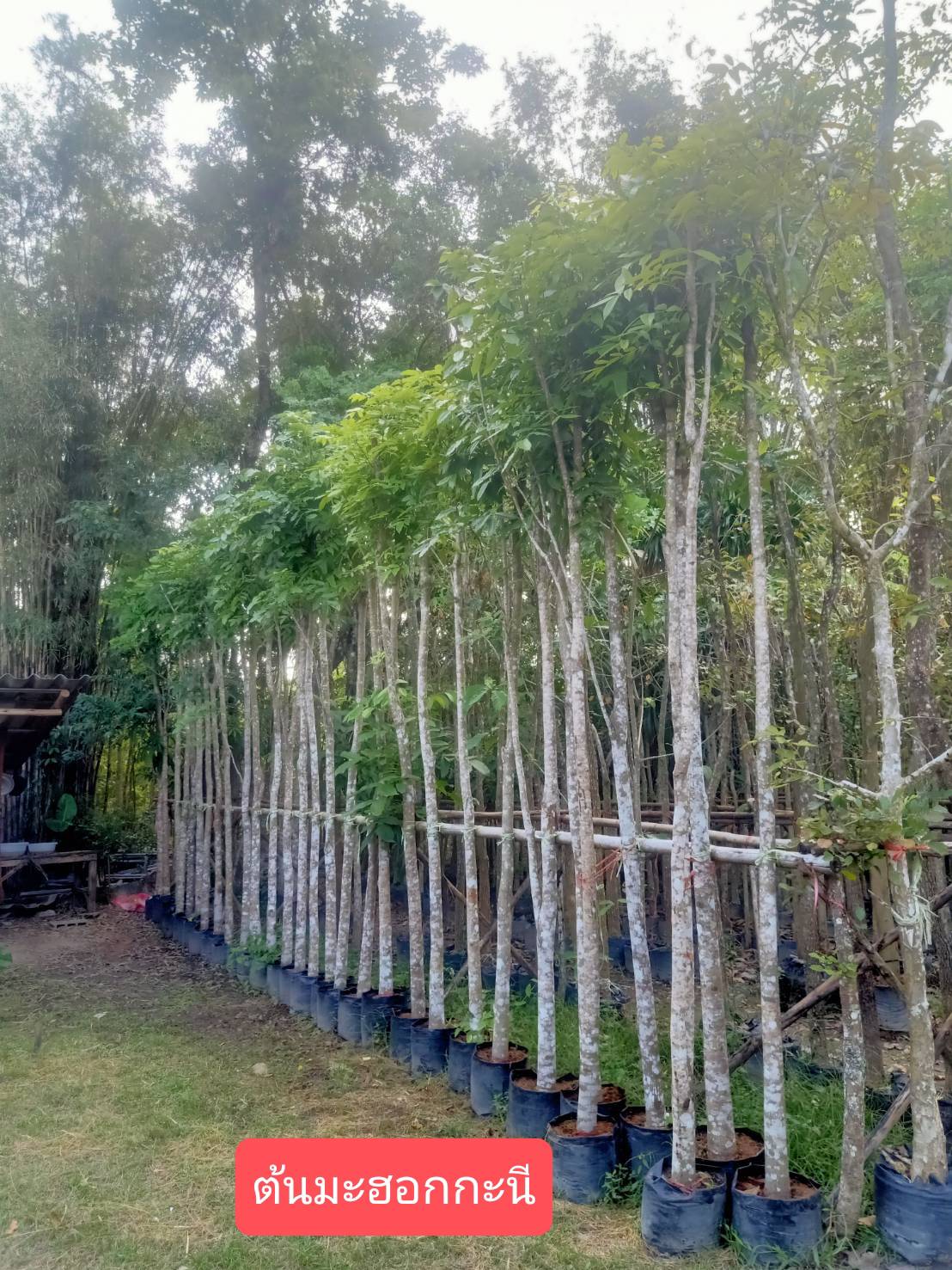 ต้นมะฮอกกะนี ไม้เศรษฐกิจ ไม้ล้อม มีหลายขนาดให้เลือก ราคายังไม่รวมค่าส่งค่ะ สอบถามก่อนสั่งซื้อค่ะ