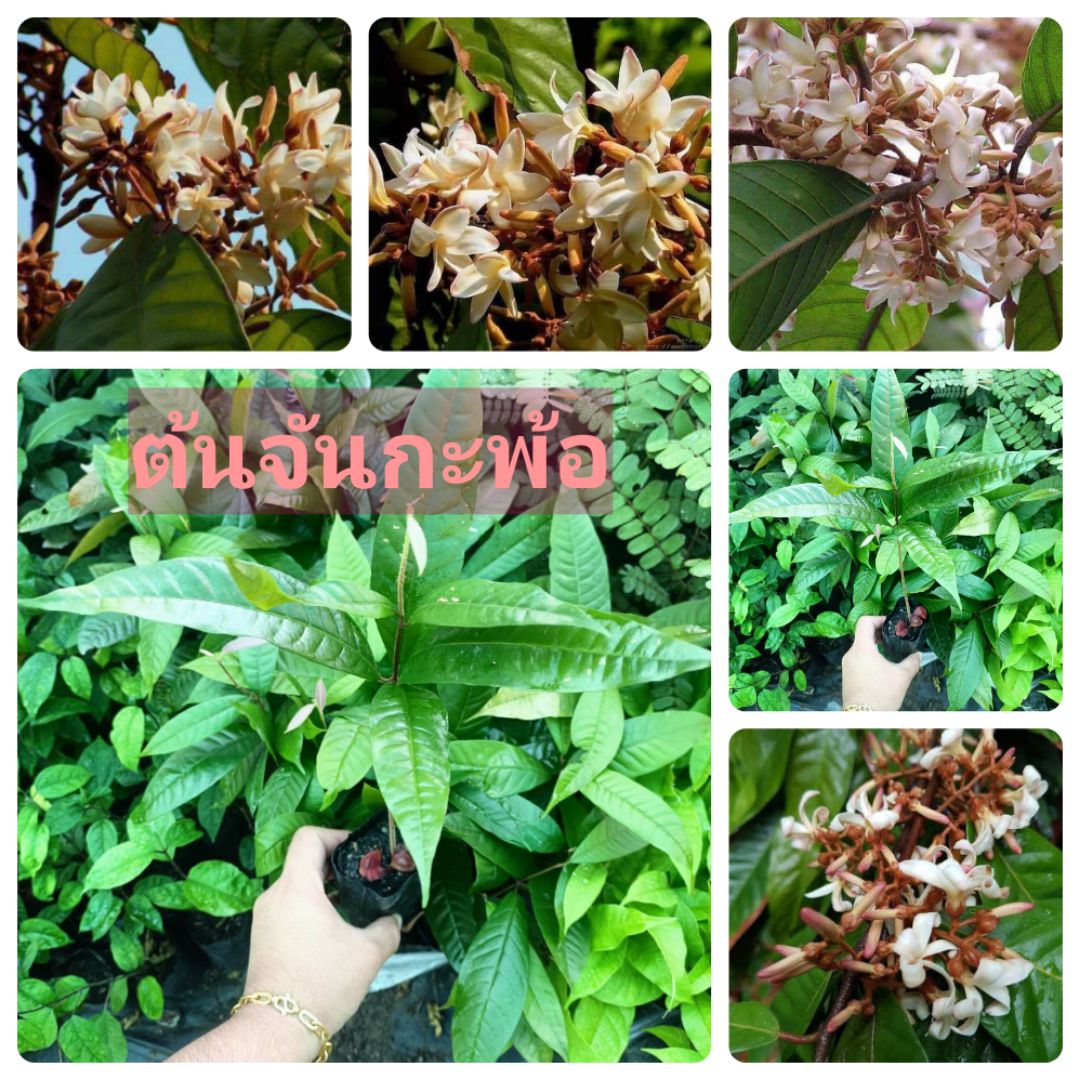 ☀️ต้นจันทร์กะพ้อ☀️ไม้หอมไทยโปราณ หายาก‼️ ไห้ความหอมที่โปร่ง โล่งสบาย ปลูกง่าย โปรชุด 2 ต้น
