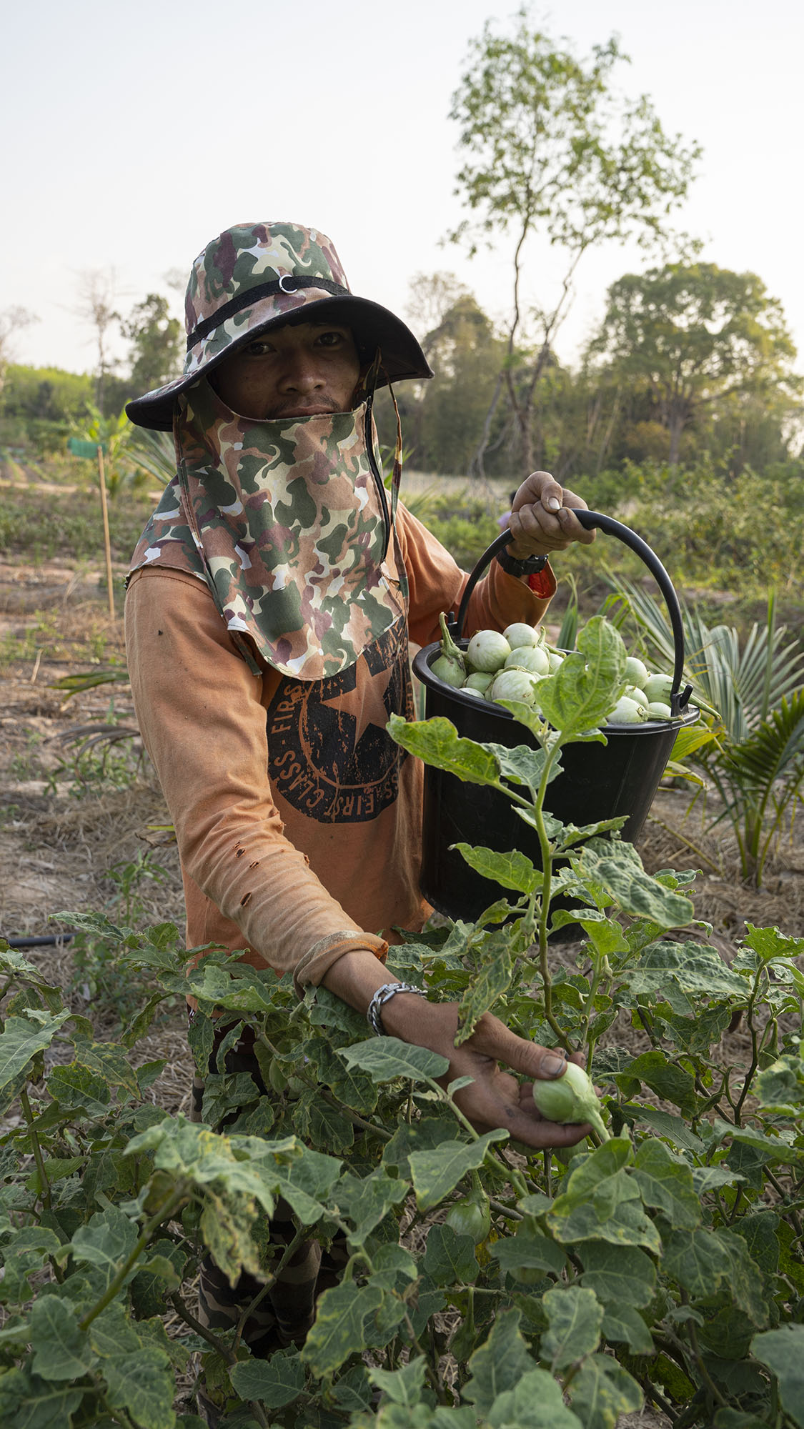 มะเขือแกงเขียวหวาน (มะเขือเปราะ) บรรจุ 500กรัม