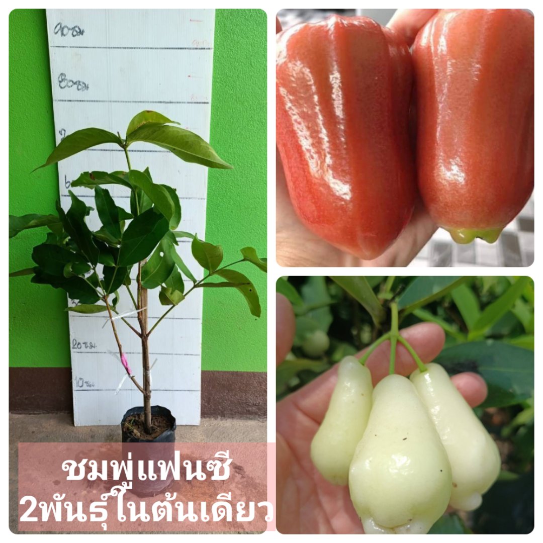 ต้นชมพู่แฟนซี 1 ต้นมีถึง 2 พันธุ์