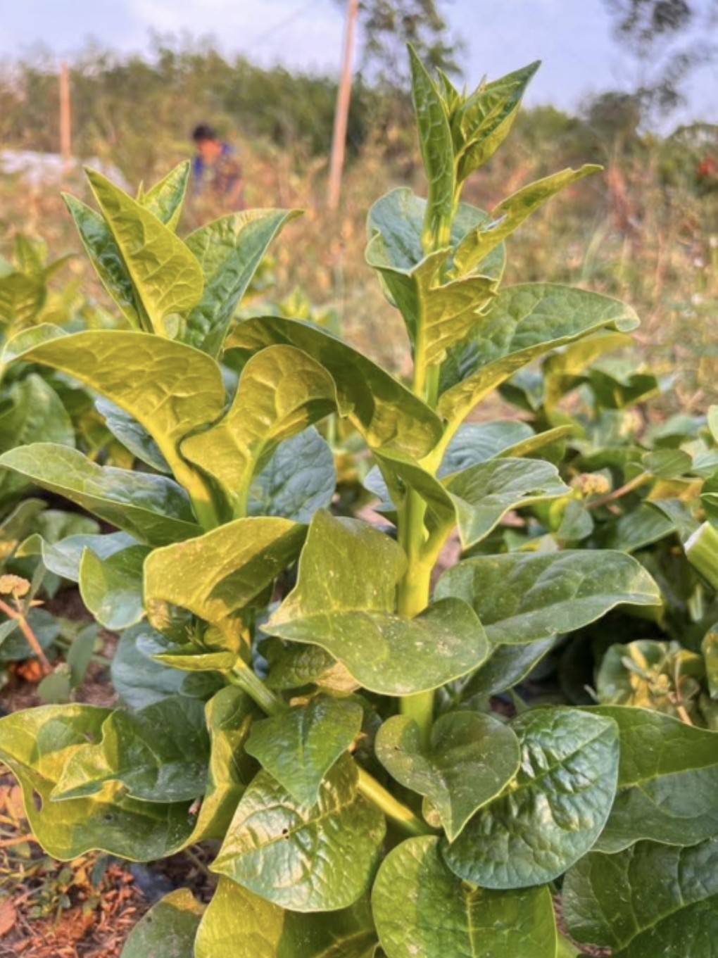 ผักปัง 500 กรัม ผักปังออแกนิค