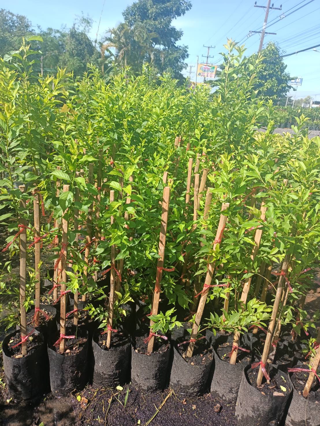 #ต้นเชอรี่ดอย แบบตอนกิ่ง ต้นแข็งแรงพร้อมปลูกคะ