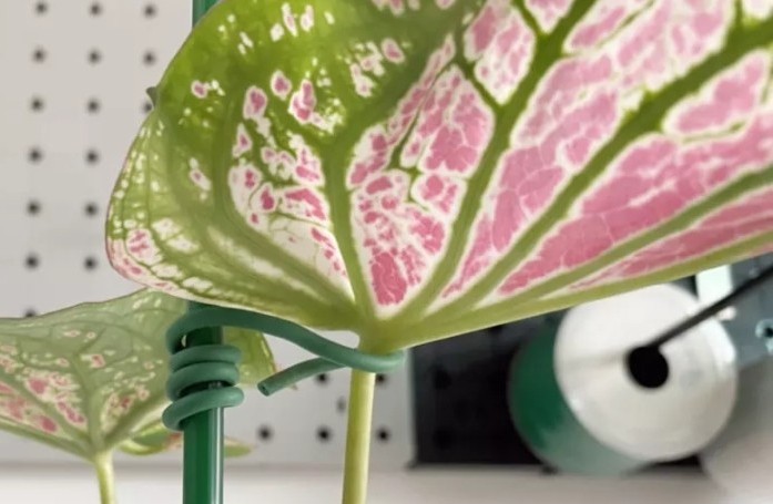 ลวดมัดต้นไม้ ลวดผูกต้นไม้ ลวดขึงสแลน ลวดเพาะชำ ลวดผูกป้าย ลวดบอนไซ ลวดคล้องป้าย ลวดมัดงานเกษตร ลวดลวดมัดสแลน หุ้มแบบกลม-บจก.พลาสติกแอนด์ไวร์โปรดัก SKU-00638