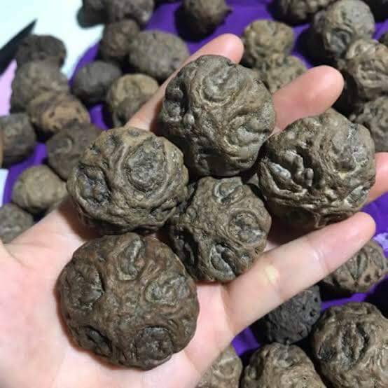 #ต้นพระเจ้าห้าพระองค์ ไม้ยืนต้นมีประวัติ ต้นไม้ศักดิ์สิทธิ์ ที่คนสายมูต้องรู้จัก ชุด 2 ต้น