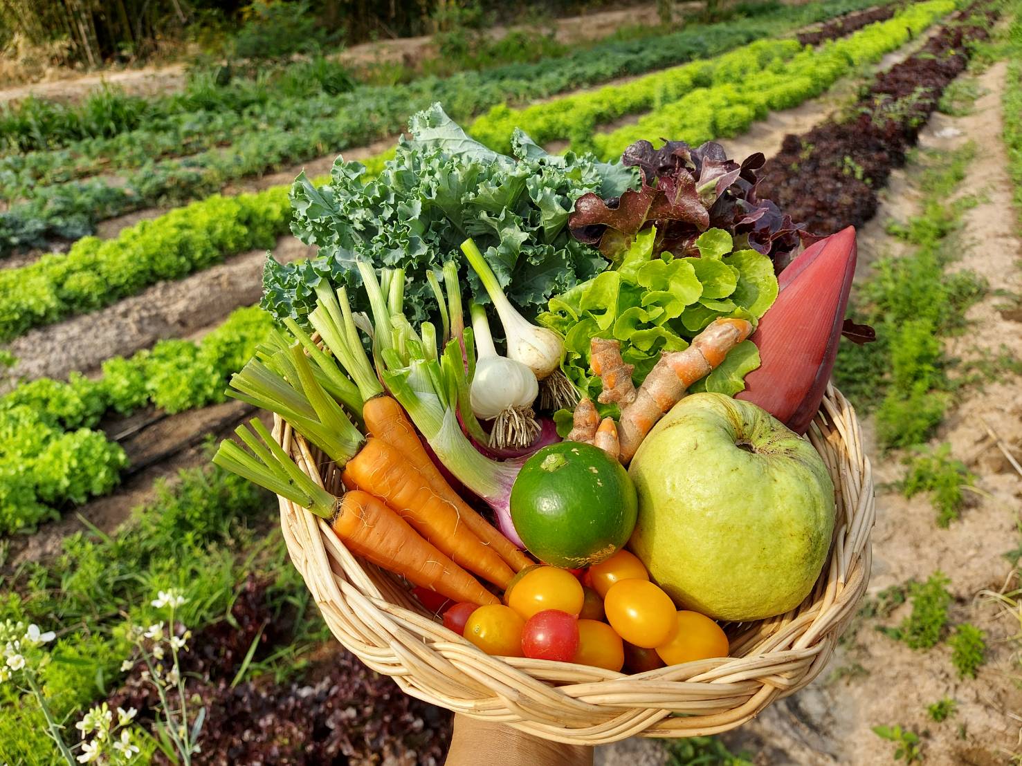 กล่องสุ่มผักอินทรีย์ ชุดเล็ก (ฟรีค่าจัดส่ง)