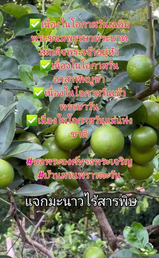แจกมะนาวไร้สารพิษ วันเข้าพรรษา ท่านละ10 ลูกจ้า