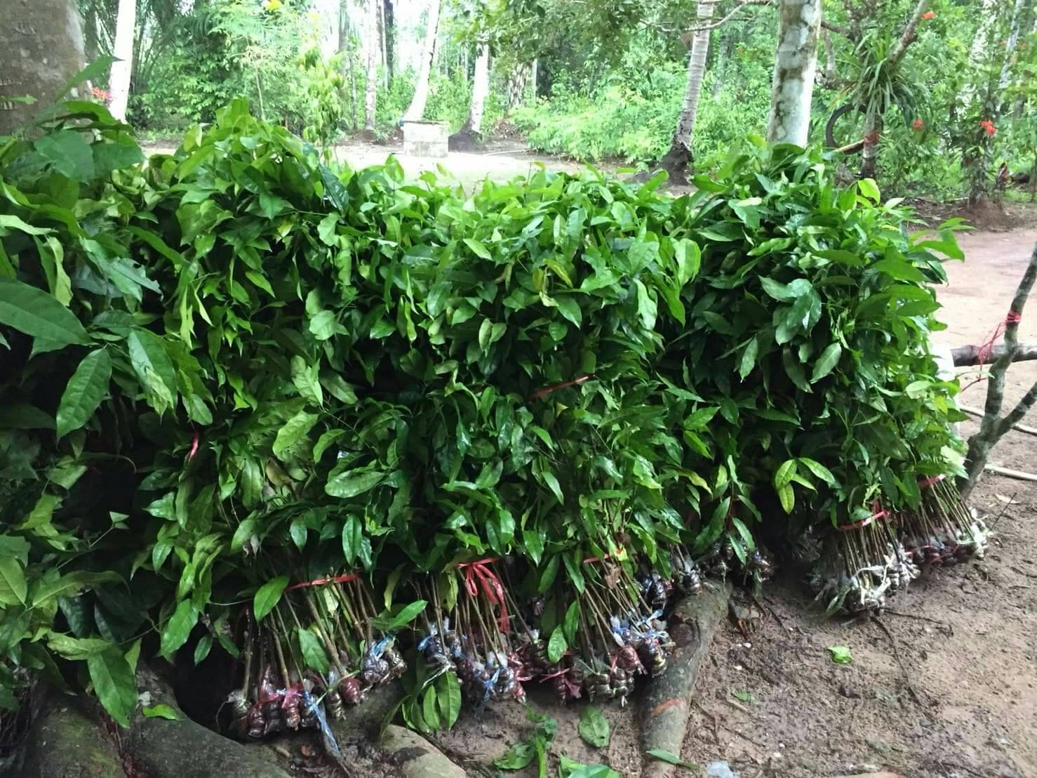 กิ่งชำหรือกิ่งตอนต้นผักเหลียง