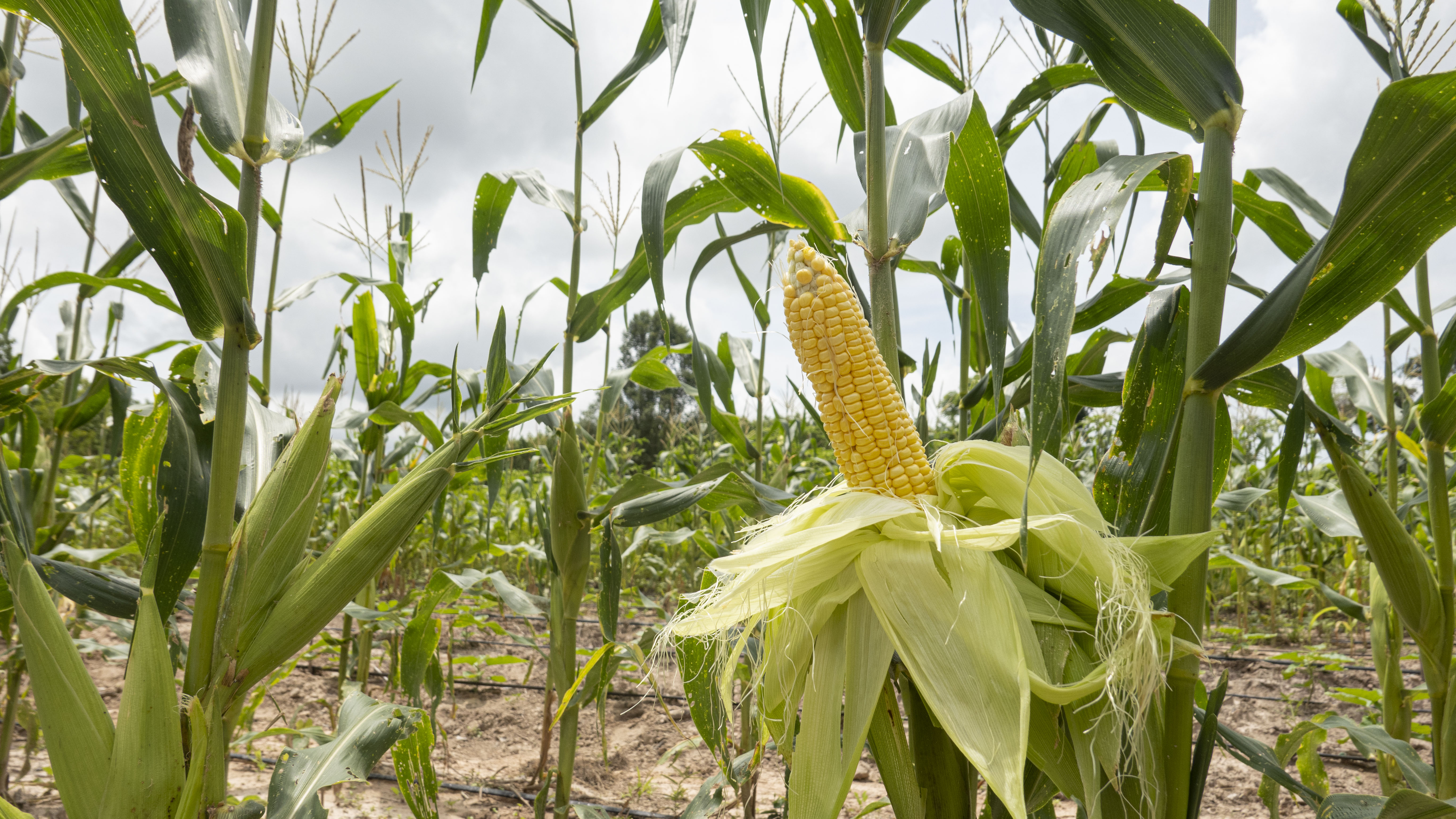 ข้าวโพดหวานอินทรีย์ไร้สารพิษ