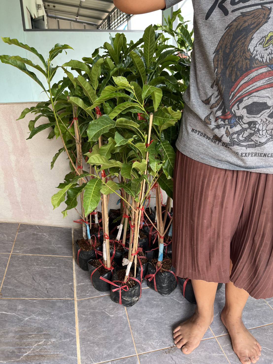 ต้นอะบิวตงมี่ใต้หวันทาบกิ่งขนาด 70-80 cm