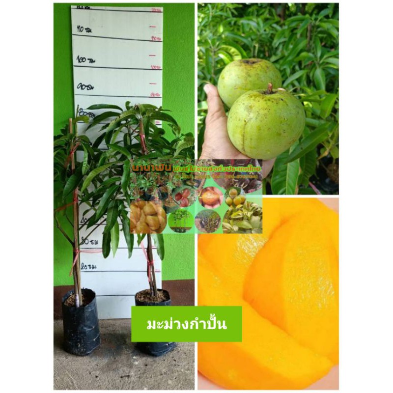 🥭🥭#ต้นมะม่วงกำปั้นมะม่วงโบราณหายาก ผลเท่ากำปั้นรสหวานอมเปรี้ยว ต้นทาบพร้อมปลูกคะ