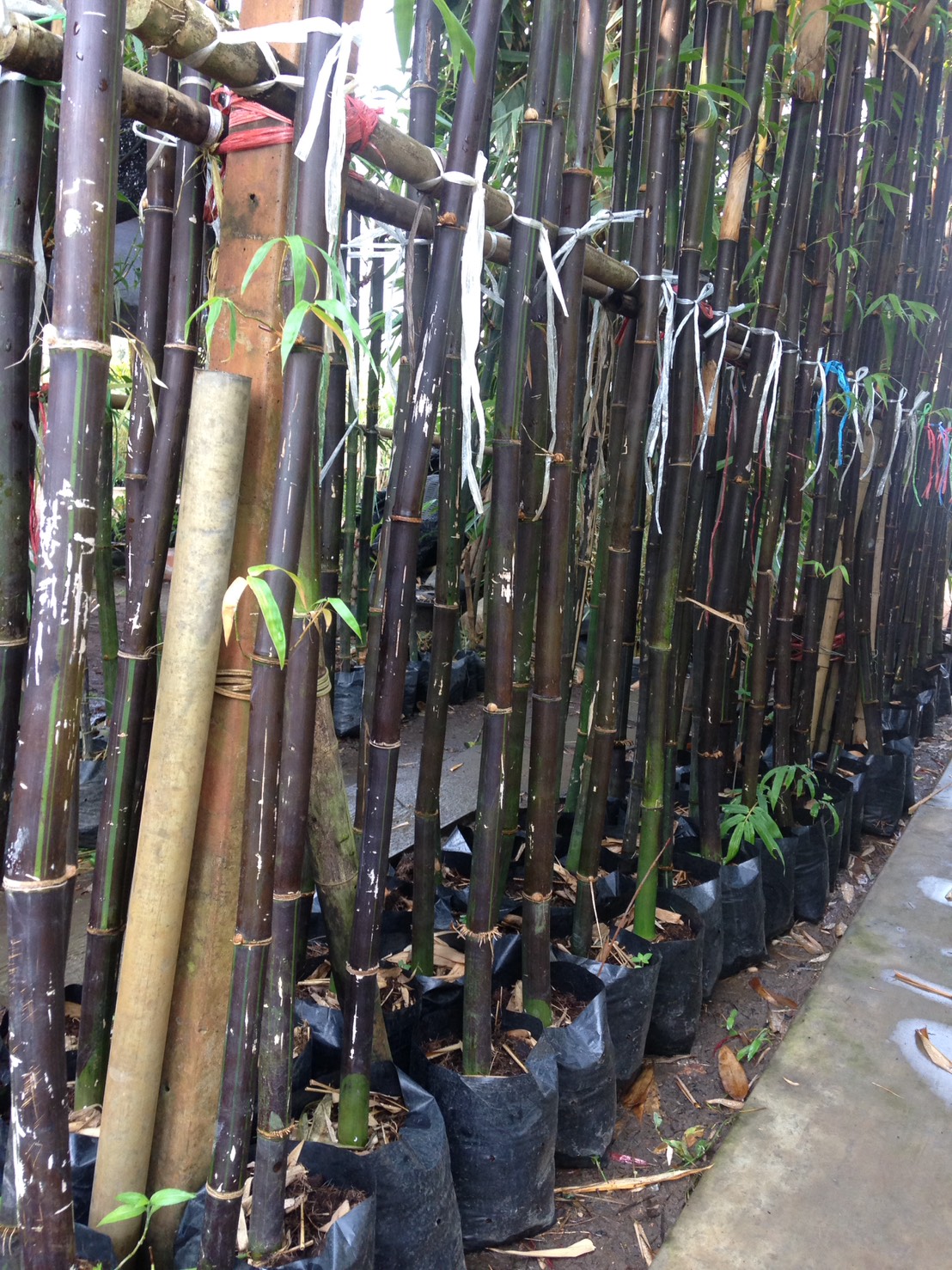 🌚ไผ่ดำญี่ปุ่น ไผ่ที่เหมาะสำหรับตกแต่งรั้วบ้าน สวน ร้านอาหาร อาคารสถานที่ต่าง ๆ