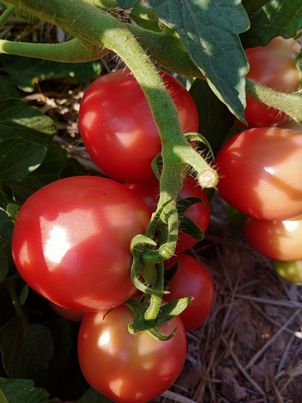 มะเขือเทศสีดา บรรจุ500กรัม