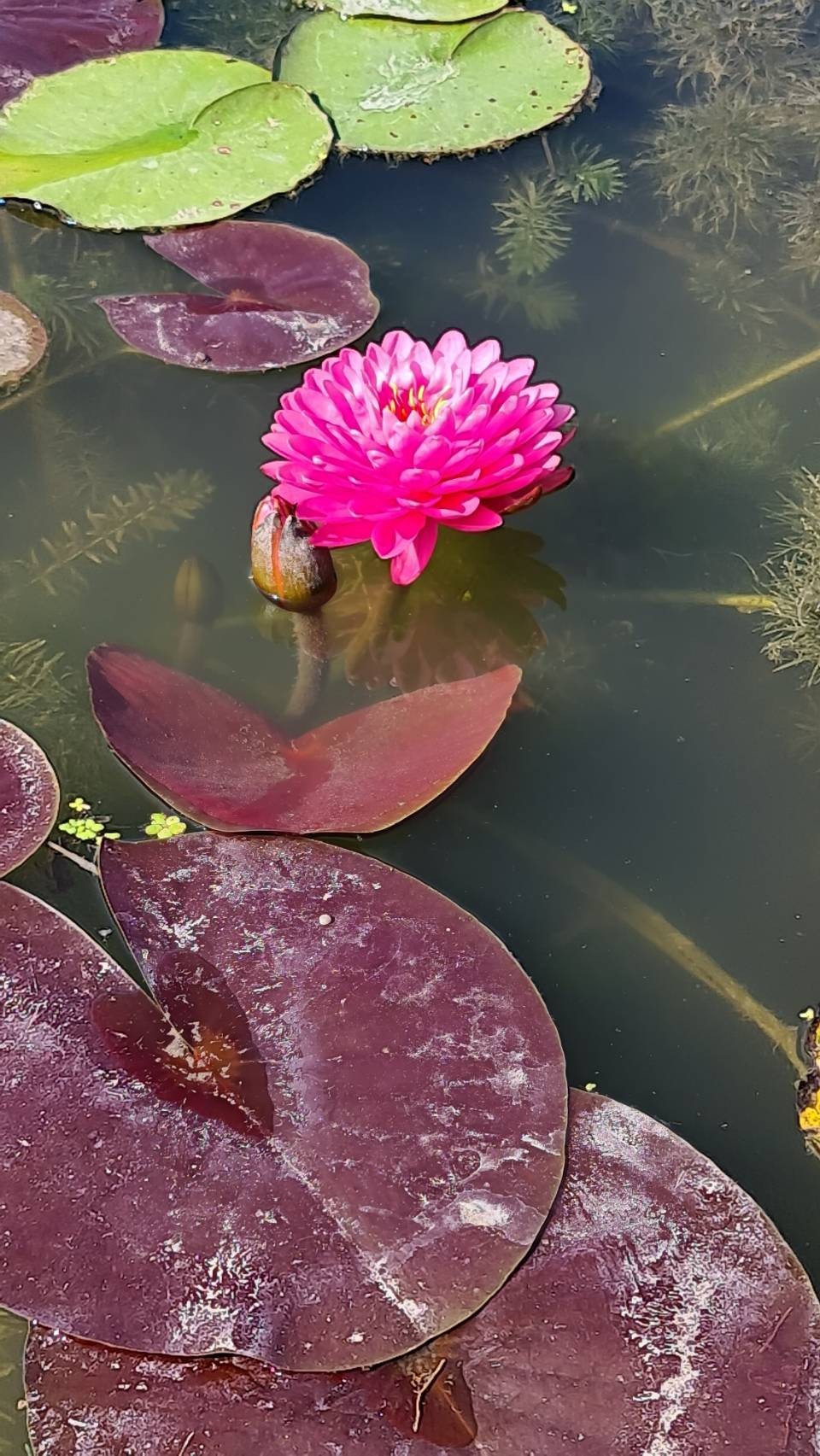 บัว มาลิกาญจน์ Malikarn บัวฝรั่งดอกช้อนสวยงาม