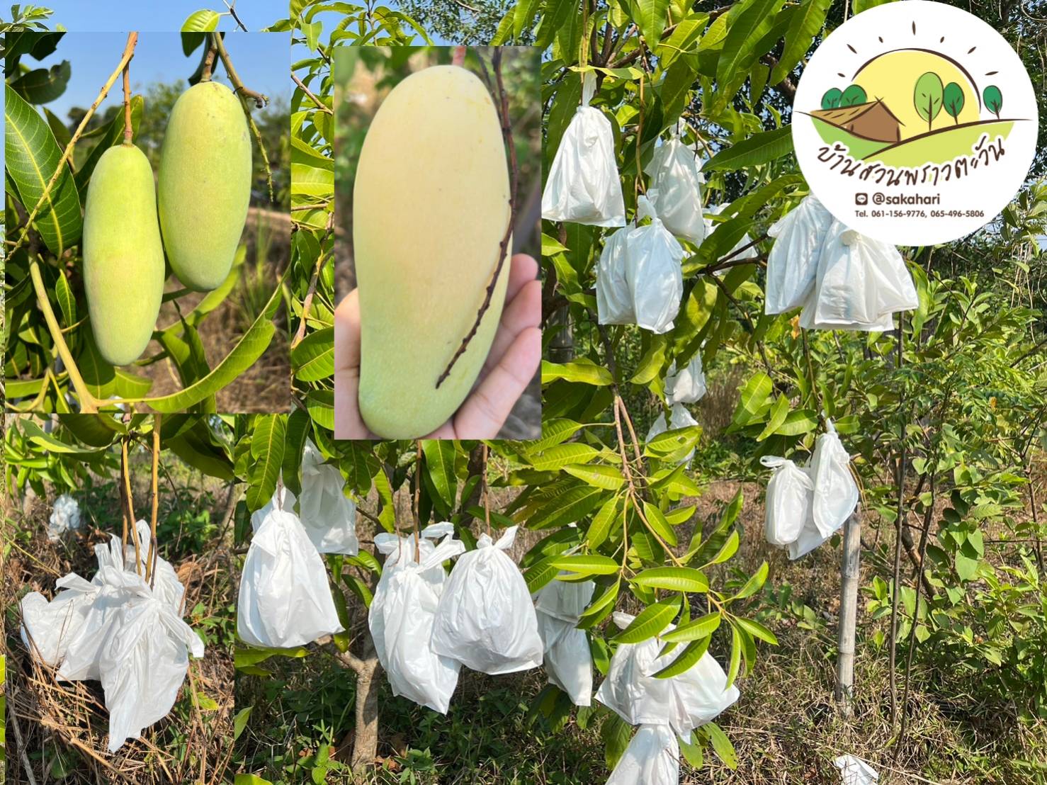 เปิดจอง มะม่วงสุกไร้สารพิษ 3 กก.