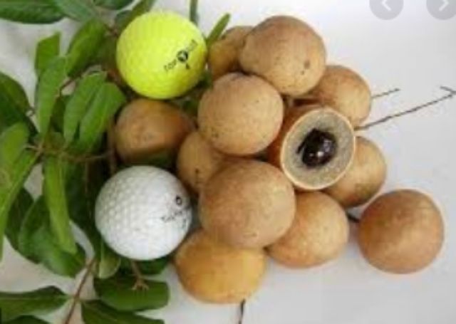 ต้นลำในปิงปอง ลำใยเวียดนาม ลูกใหญ่เท่ากับลูกปิงปอง ลูกดกทวาย