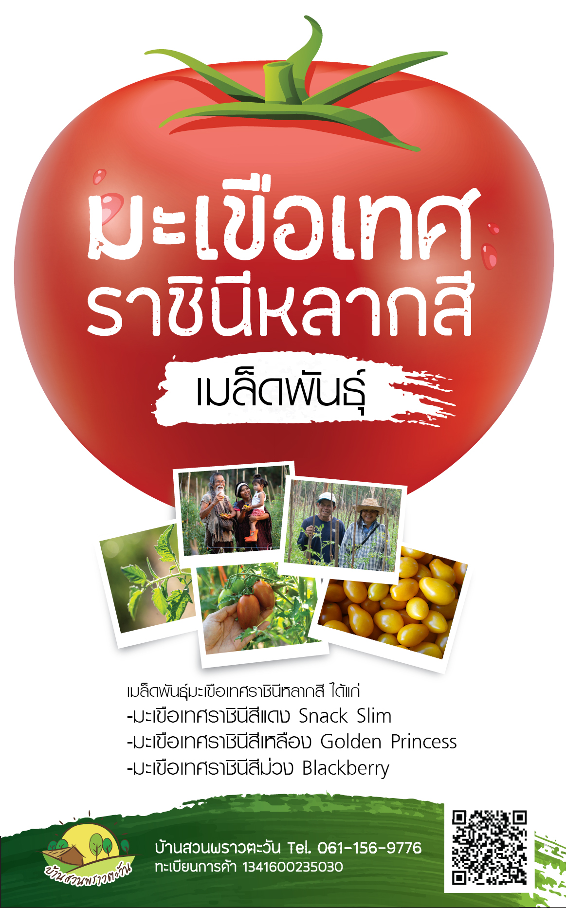 เมล็ดพันธุ์มะเขือเทศราชินีหลากสีอินทรีย์ (ไม่ผ่านการตัดต่อพันธุกรรม) 600-800 เมล็ด/ซอง