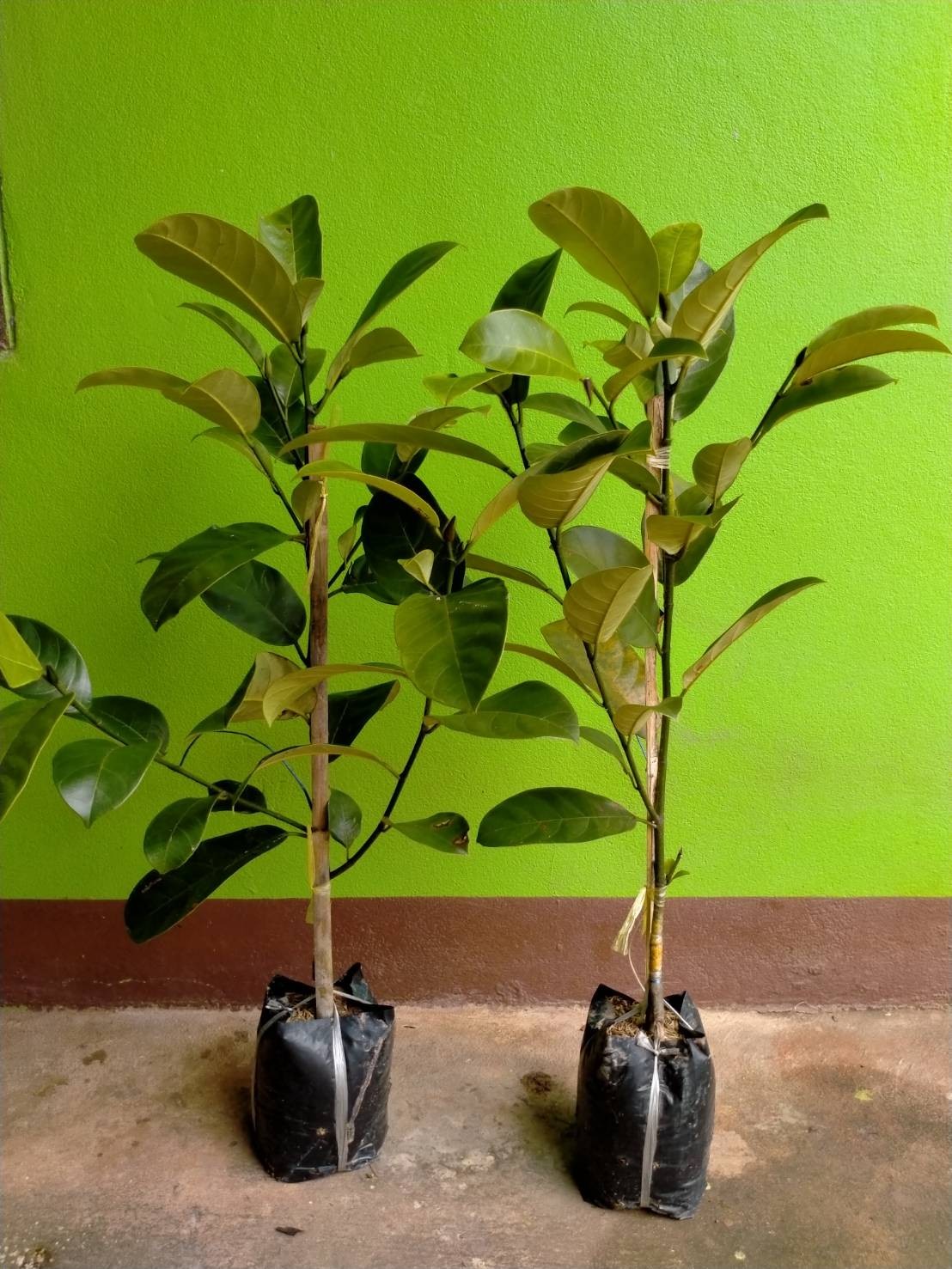 ต้นจำปาดะเกาะยอ ต้นทาบสวย ๆพร้อมส่งคะ