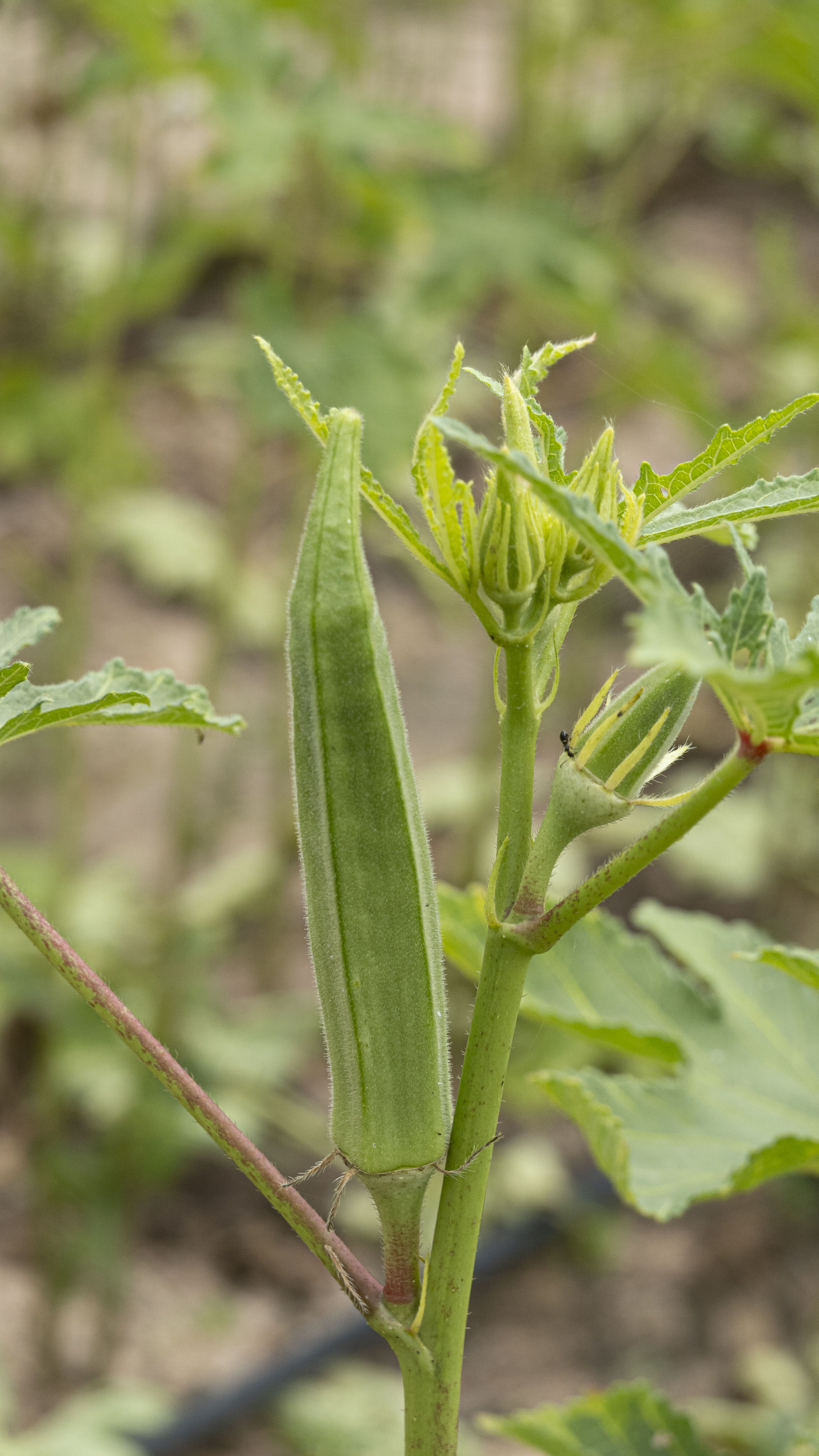 กระเจี๊ยบเขียวอินทรีย์ไร้สารพิษ 500กรัม
