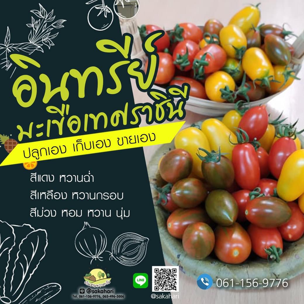 มะเขือเทศราชินีอินทรีย์ หลากสี (สีแดง สีเหลือง สีม่วง) บรรจุ500กรัม