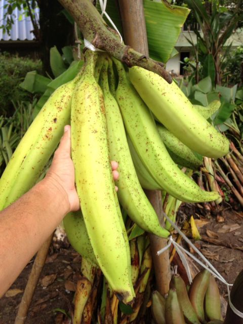 หน่อกล้วยงาช้าง พร้อมส่งสวยๆทุกต้นค่ะ