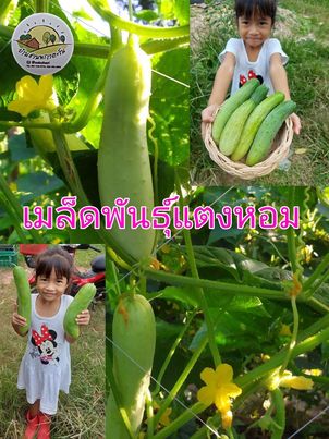 เมล็ดพันธุ์แตงกวาหอม บรรจุ50-60 เมล็ด