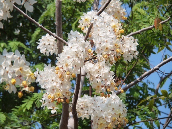 ต้นคูนขาว
