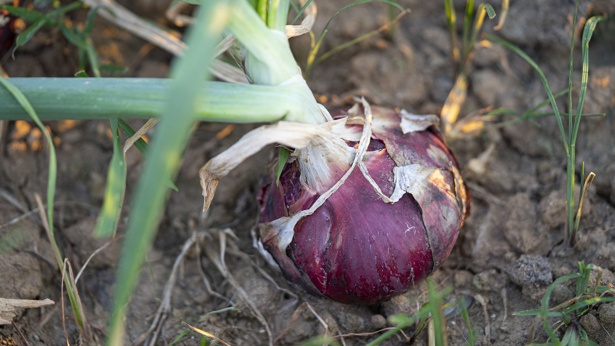 จองด่วน!! หอมแขกอินเดียอินทรีย์100%