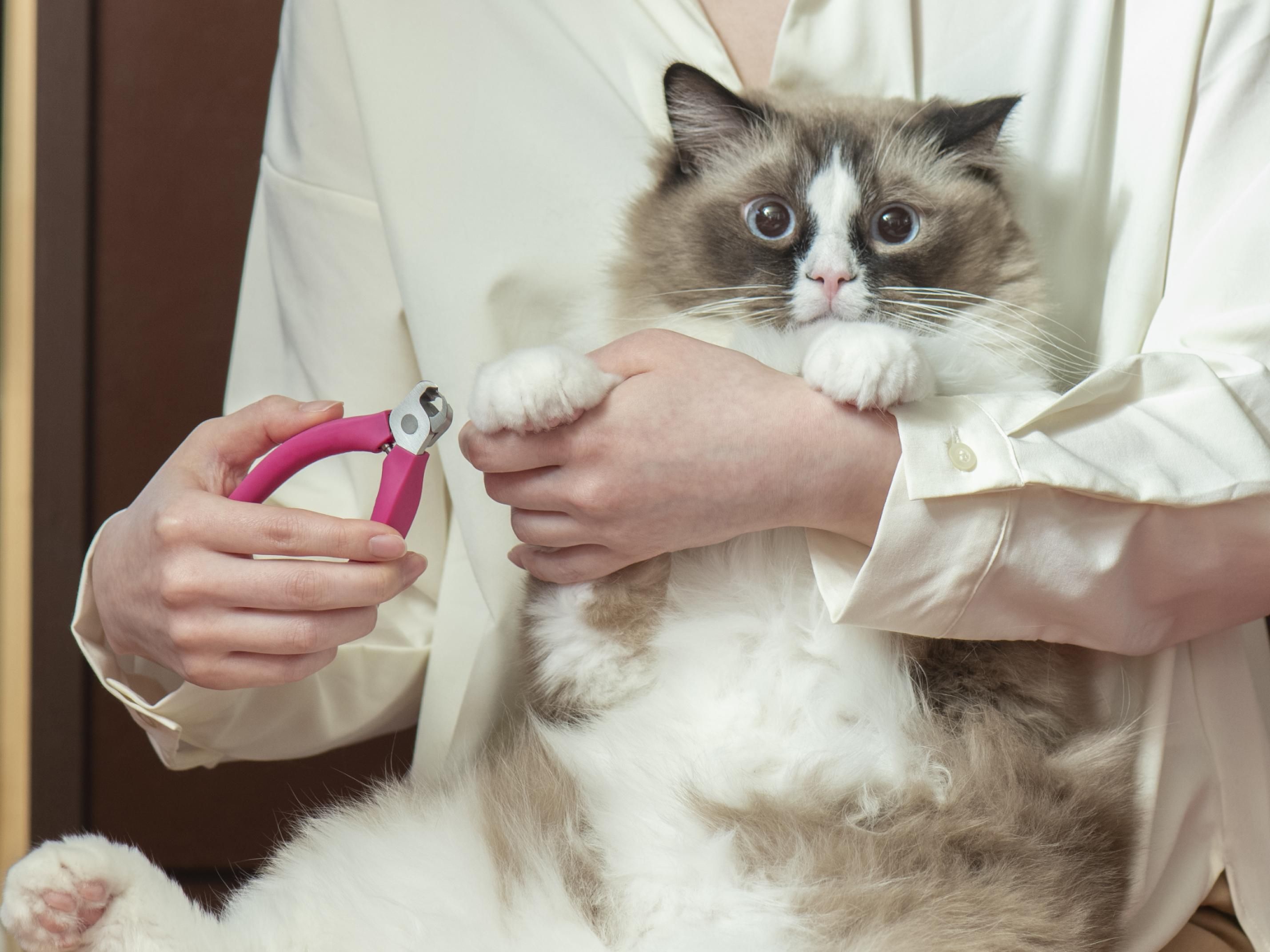 SUWADA กรรไกรตัดเล็บสัตว์เลี้ยงตัวเล็ก เช่น แมว, สุนัข (ด้ามจับสีเหลือง) คุณภาพพรีเมี่ยมอันดับ1 แฮนด์เมด ตัดเล็บได้เรียบเนียน พร้อมกล่องโลหะสุดหรู