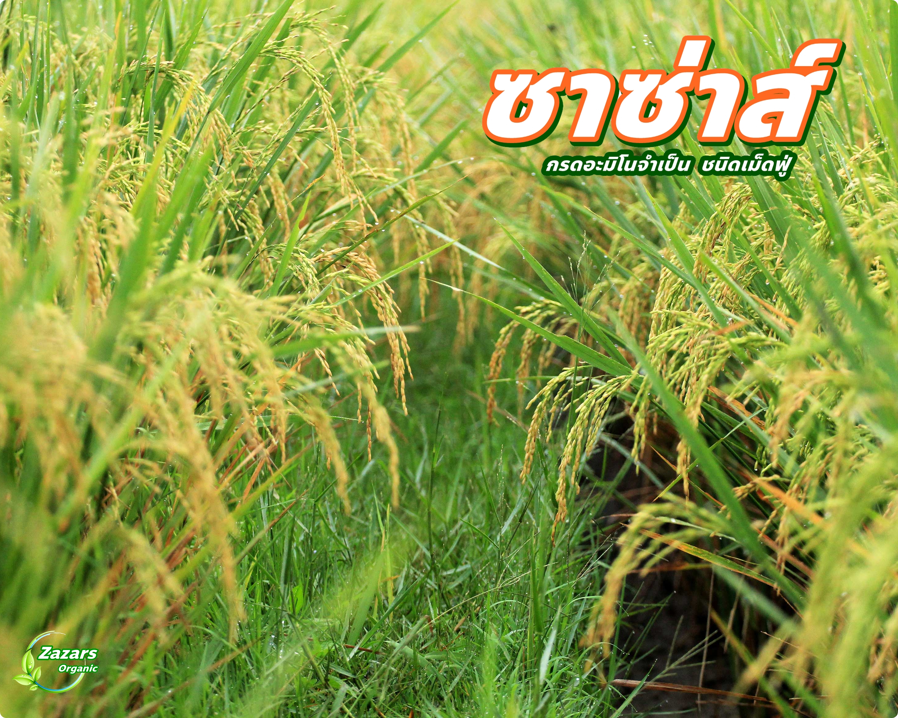 ซาซ่าส์ อะมิโนเข้มข้น ชนิดเม็ดฟู่