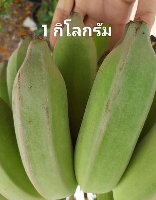 กล้วยน้ำว้า 1 ก.ก.