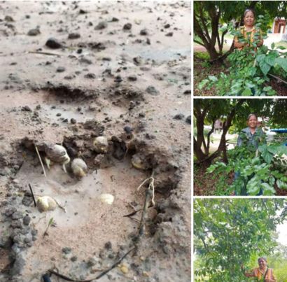 เมล็ดผักหวานป่างอก ชุดใหญ่ 50 เม็ด แถมฟรี 3 เม็ด