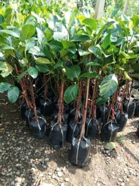 ต้นขนุนเพชรราชา ขนุนเพชรราชาพันธุ์ทวายขนุนเนื้อสีทองยวงใหญ่รสหวานเนื้อนุ่มเมล็ดเล็ก แม่ค้านิยมนำมาขาย